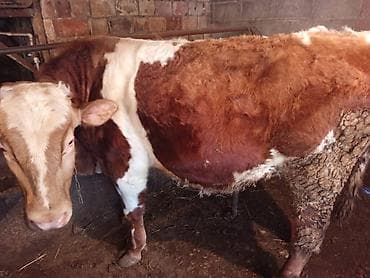 романовский бараны: Продаю | Бык (самец) | На откорм — 4