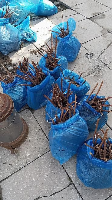 малина кара балта: Полька сорт малина — 2