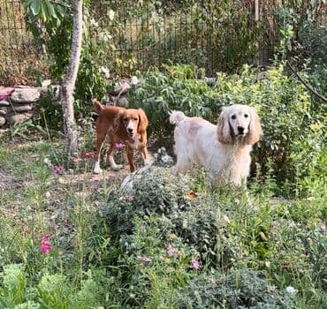 купить собаку объявления: Кокер-спаниель, 1 месяц, Самец — 7