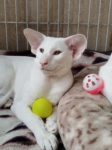 наполнители для кошек: Ориентальная, 4 месяца, Мальчик, Белый, Приучена к лотку, Проглистована, С документами — 17