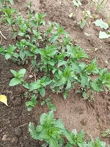 Свежая мята с ярко выраженным ароматом и насыщенным зеленым цветом