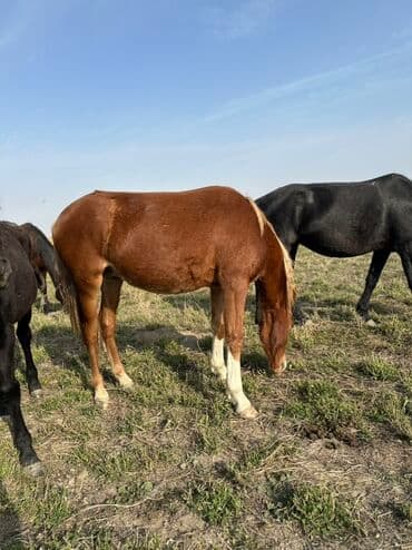тюк пресс: Продаю | Жеребенок, Кобыла (самка), Жеребец | Кара Жорго | Для разведения, На забой, Рабочий — 16