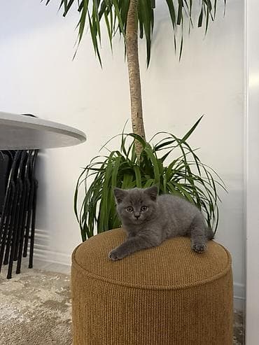 британская кошка короткошерстная: Британская короткошёрстная, 3 месяца, Девочка, Голубой, Приучена к лотку, Проглистована, С прививками — 3