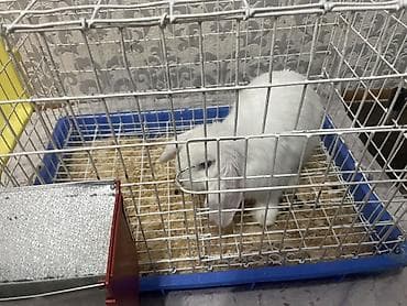 Продаю кролика в добрые руки,Минилоп,вместе с клеткой 2000 сом