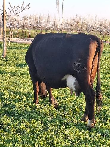 рынок собак в бишкеке: Продаю | Корова (самка) | Для молока | После отела — 1