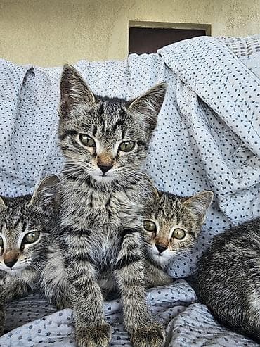 хомяки в бишкеке: Отдам в хорошие руки. Котята подросли, окрепли. Настоящие охотники! — 2