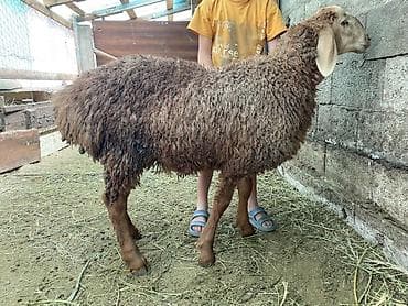 Продаю | Ягненок | Полукровка | Для разведения | Ярка
