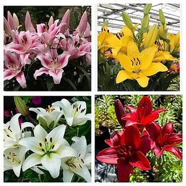 лили: Лилии — набор сортов для сада и срезки - Ассортимент: крупноцветковые — 1