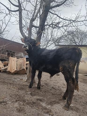 телочки бычки: Продаю | Бык (самец) | На откорм | Привязанные — 10