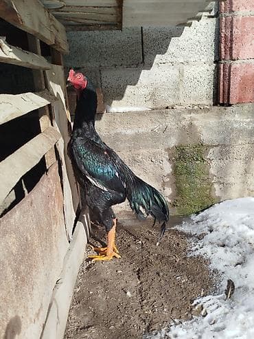 Другие животные: Дакан жожо короз сатылат активный алмашу жолдору бар адрес Бишкек Заря — 3