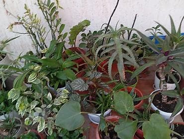 милионник: Распродажа от 150 с!!!🪴🌵🌱 — 8