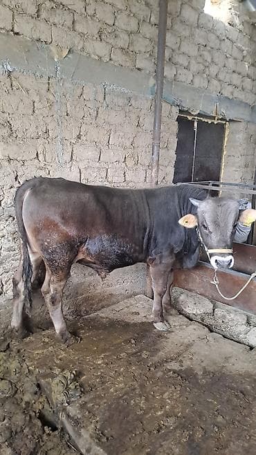 где можно купить хорька: Продаю | Бык (самец) | На откорм | Привязанные — 2