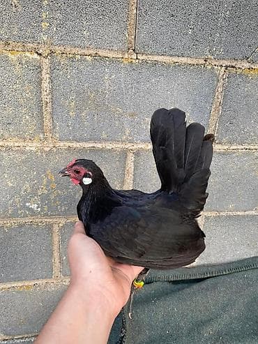 бролер ток: На продажу петух и кур карлики — 3