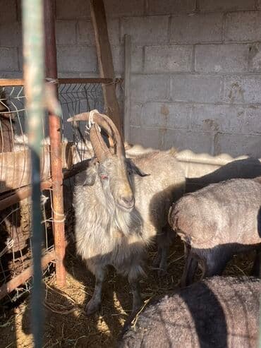 где купить кошку в бишкеке: Продаю | Козёл (самец) | Для разведения | Племенные — 2