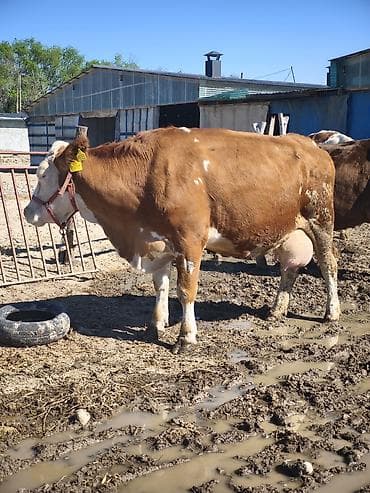 молочные козы: Продаю | Корова (самка) | Швицкая, Монбельярд | Для молока — 7