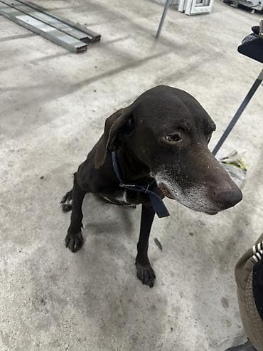 охотничый собака: Продаю охотоничья собака курцхаар Сука ласковая без агрессии послушная — 2