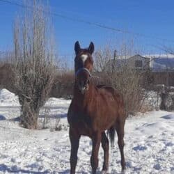 собака французский бульдог купить: Продаю | Жеребец | Английская | Конный спорт | Племенные — 7