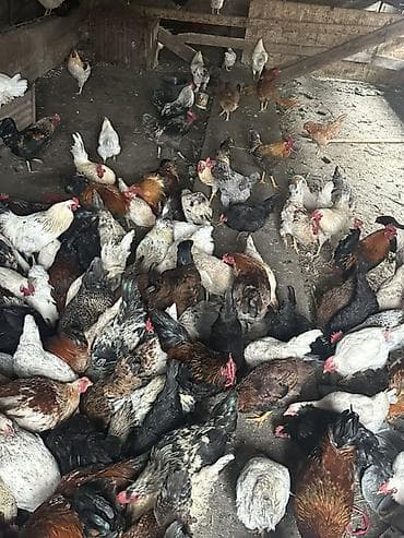 козу сатылат: Сатам | Тооктор | Үй | Көбөйтүү үчүн — 2