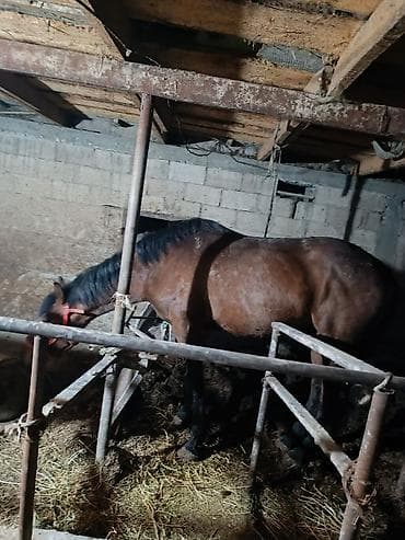 собака кант: Продаю | Жеребец | Английская | Осеменитель — 1