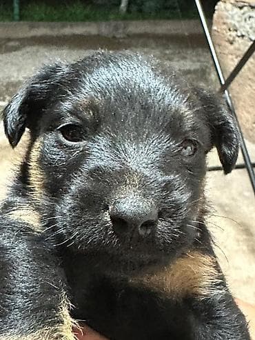 продать животных: 🐾 Щенки ягдтерьера готовы к новым хозяевам! От рабочих родителей — — 4