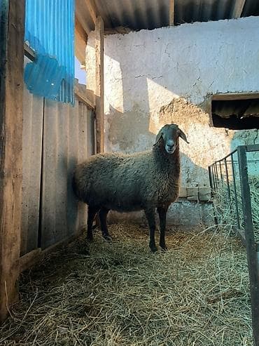 семис козу: Продаю | Овца (самка) | Для разведения | Матка — 3