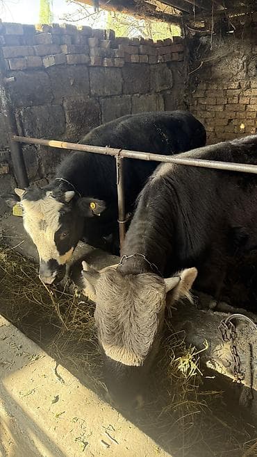 улак теке: Продаю бычки 
8-10 месяцев — 2