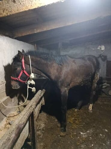 хомяк домашний купить: Продаю | Конь (самец), Жеребенок | Полукровка, Дончак | Для разведения, Рабочий | Племенные — 3