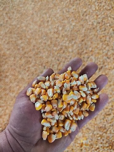 продаю жмых: Кукуруза 🌽 — 1