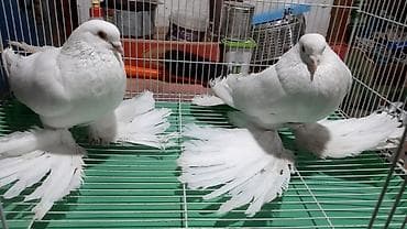 мышык сатылат: Бакинские, по 250 сом. Северокавказский голубь самец 2000 сом. пара — 7