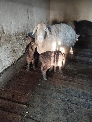 Баран, овца: Продаю | Баран (самец) | Для разведения | Племенные — 1