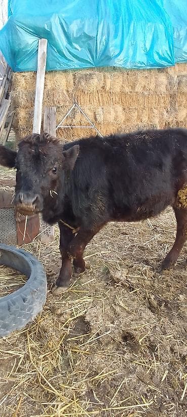 ангус уй: Продаю | Тёлка | Ангус | На откорм, Для разведения | Племенные — 2