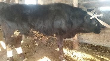 бельгийский бык: Продаю | Бык (самец) | На откорм | Привязанные — 4