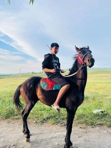 русская голубая длинношерстная кошка: Сатам | Байтал | Ат спорту — 4