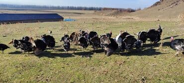 Продаю | Индюк (самец) | Для разведения | Племенные — 6