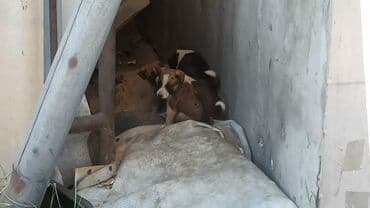 собака для охраны: Срочно ищем дом щенкам+ — 2