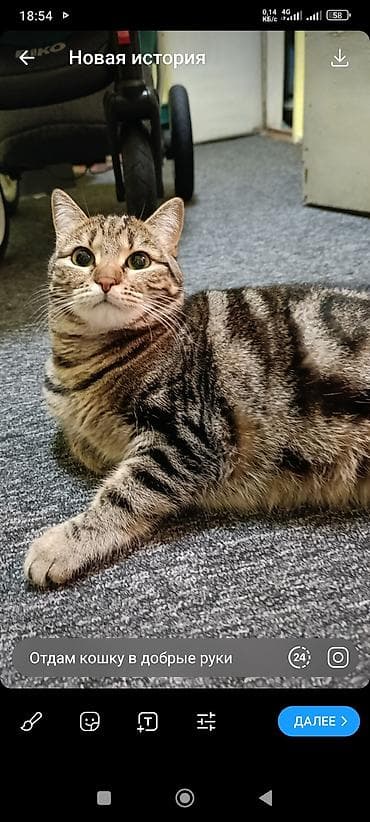 Скотиш Страйт (Шотландская прямоухая), 1 год, Девочка