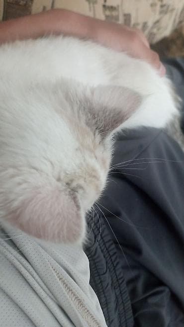 scottish fold: Котёнок с колор-пойнт окрасом (светлая шерсть с затемнёнными — 3