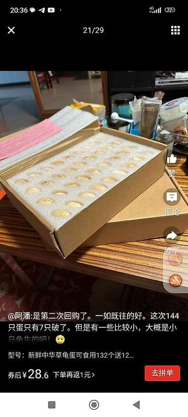 аквариум для черепах: Свежие яйца черепахи Trionyx (пекинская/китайская мягкотелая) — — 1