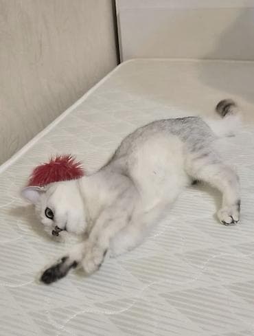 Кошки: Кошка даром: Британская короткошёрстная, 7 месяцев, Девочка — 1
