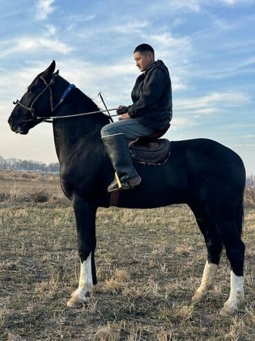 контейнер для животных: Продаю | Жеребец | Рабочий — 2