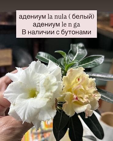 Дом и сад: Адениум обессум сортовые, с цветами и бутонами. Доступные сорта: - — 3