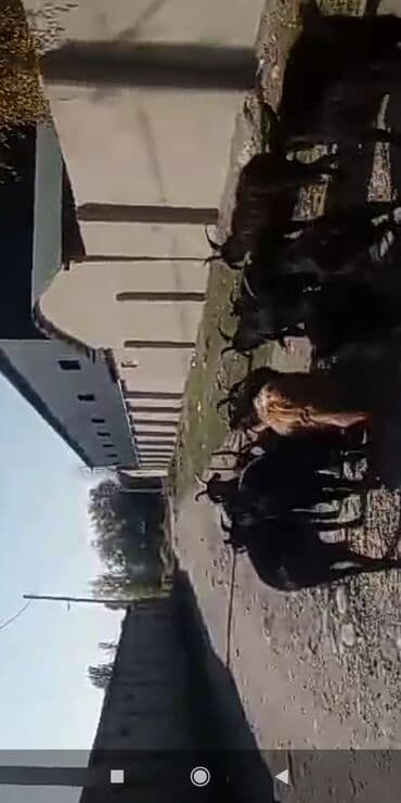 отдам собаку в хорошие руки бишкек: Продаю | Коза (самка), Козёл (самец), Козлёнок | На забой, Для разведения | Котные — 1