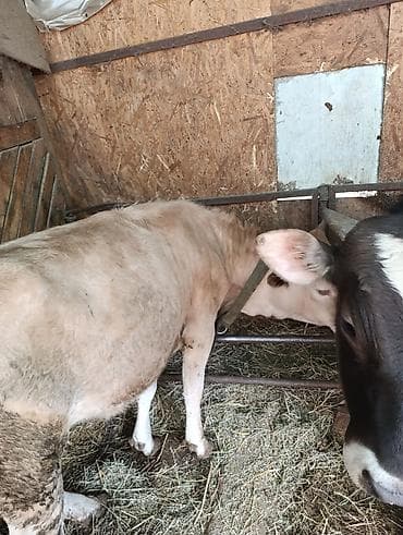 Продаю | Тёлка at lalafo.kg Продаю | Тёлка