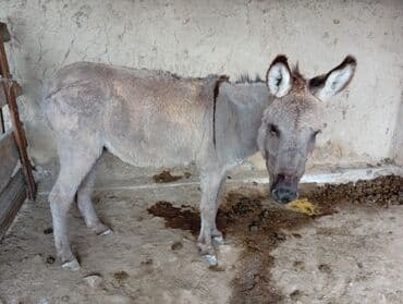 в связи с переездом отдам попугая жако в добрые руки: Осёл (самец) серо-рыжего окраса. - Назначение: рабочий — 3