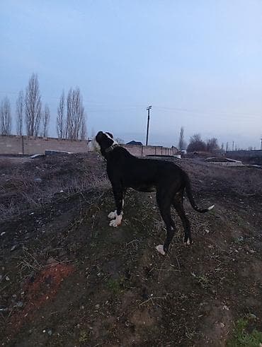 щенок питбуля: Питбуль, 1 год, Самец, С прививкой — 3