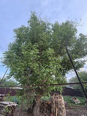 лазерная резка дерева: Продаю крупный орех . самоспил и самовывоз — 1