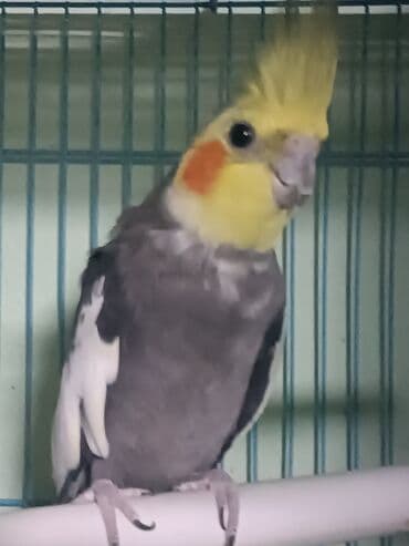 домашние попугаи корелла: Продается ПАРА с клеткой, домиком Попугай корелла, также известный как — 6