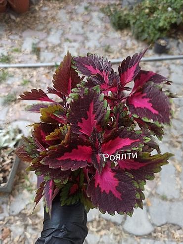 фикус бенджамена: Коллекция декоративных колиусов (Coleus) — яркие сортовые растения для — 4