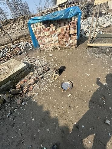 собака пидбул: Овчарка, 2 месяца, Самка, С прививкой — 5