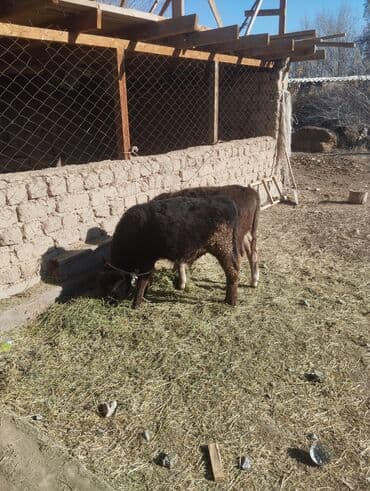 английский кокер спаниель щенок цена: Продаю | Бык (самец), Музоо, торпок | На откорм — 3